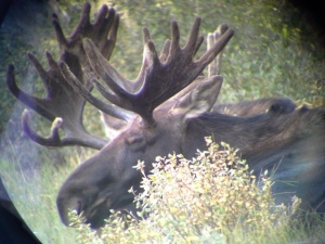 Moose through a scope