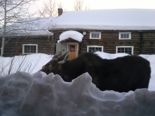 A moose outside my window.  The snow came up past the bottom of the window.